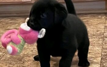 Labrador  pups