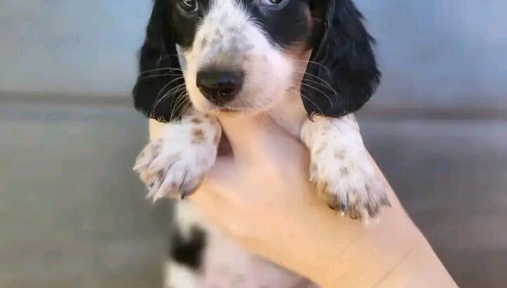 hello we still have dachshunds puppy’s availa