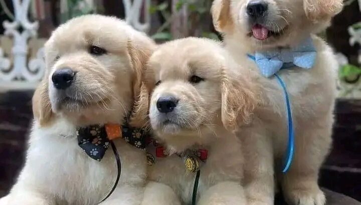 Golden Retreiver  puppies