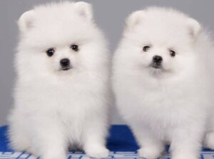 Pomeranian  puppies